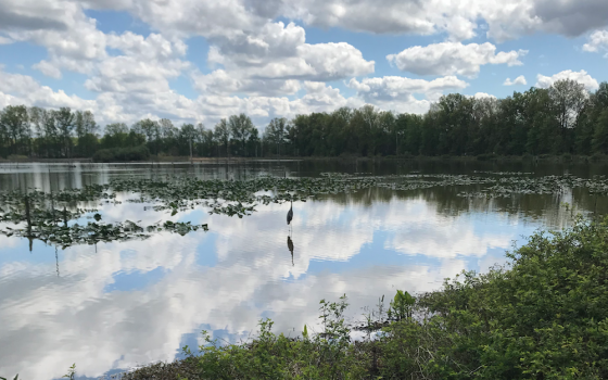 A blue heron stands in the wetland at Sandy Ridge Reservation in North Ridgeville, Ohio. (Brenna Davis)