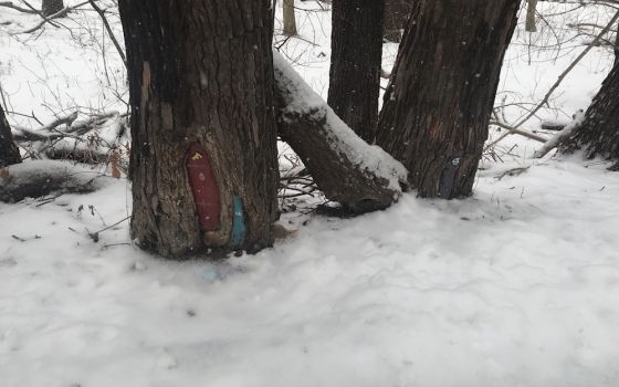Trees in a snowy woods, with tiny doors painted near their roots. (Photo by Brenna Davis)