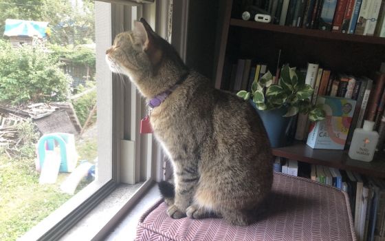 Fran, the author's cat, pauses to delight in the breeze near a window. (Brenna Davis)