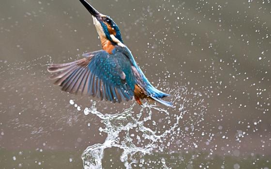 A kingfisher in flight (Wikimedia Commons/Andy Morffew)