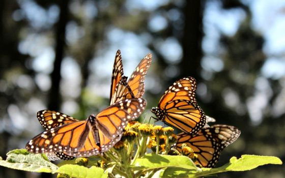 Monarch butterflies gather at the Monarch Butterfly Biosphere Reserve in Michoacán, Mexico. (Wikimedia Commons/Luis Avalos)