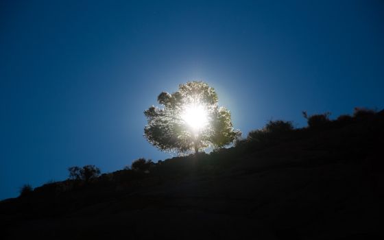 Photo of tree on a hill