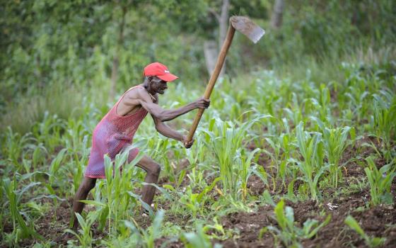 A farmer hoes his field of corn in Haiti, a country caught in the "ecological poverty trap." (CNS photo/Paul Jeffrey)