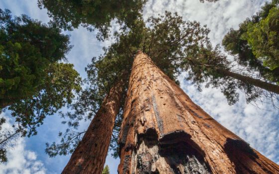 Photo of sequoia tree with burn scar (Shutterstock/Kevin Case)