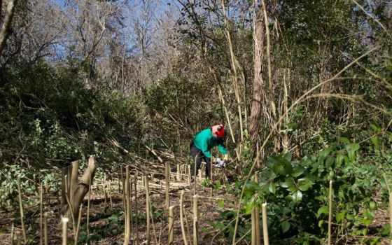 Volunteers help cut down invasive tree species in the Headwaters Sanctuary in San Antonio to restore it to its natural state that will benefit the local wildlife. (Alexandra Applegate)