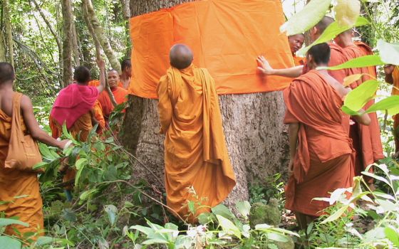 Buddhist monks in Cambodia 'ordain’ a tree, part of an award-winning conservation program to protect a community forest. (Courtesy of FaithInvest)