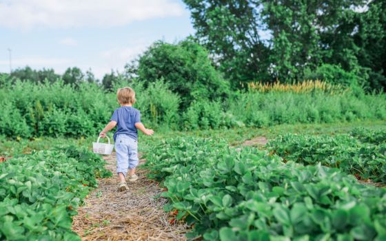 A child carrying a small basket walks down a garden path. (Unsplash/Paige Cody)