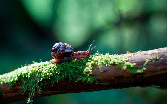 Snail (Unsplash/Pavlenko)