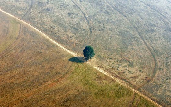 An aerial view shows a single tree seen on land that was previously jungle in Mato Grosso, one of the Brazilian states suffering from deforestation. (Reuters/Bruno Domingos)