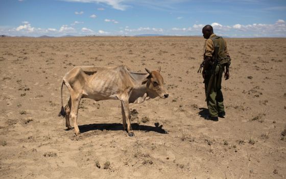 A Kenyan soldier looks at a cow during a drought in 2013. Water scarcity is expected to be a key cause of future climate migration. (CNS photo/Siegfried Modola, Reuters) 