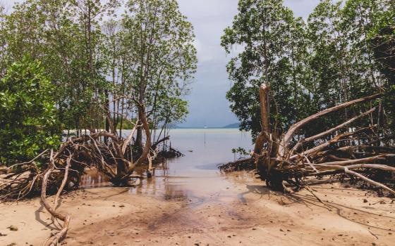 Pope urges restoration of critical ecosystems, including mangroves like these, which have been damaged or destroyed by human action. (Dan Maisey/Unsplash)