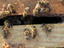 Honeybees emerge from the warmth of the hive to observe a beekeeper. (Charlie X. Constance)