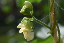 bean plant