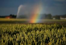 A rainbow is seen in late June as a wheat field is irrigated after authorities announced a drought risk for the summer in Sailly-lez-Cambrai, France. (CNS/Reuters/Pascal Rossignol)