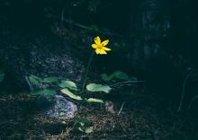 Blooming yellow flower (Unsplash/Matthew Smith)