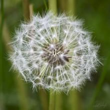 a dandelion gone to seed