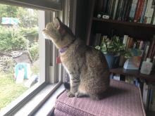 Fran, the author's cat, pauses to delight in the breeze near a window. (Brenna Davis)