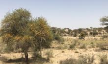 In India's Thar Desert, small patches of forested landscape, known as orans, are considered sacred by local communities. Plans for solar development in the area threaten the orans, which have stood for hundreds of years. (Wikimedia Commons/Khalid Majeed A