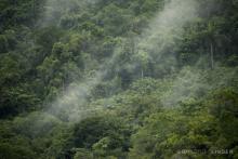 The Amazon rainforest stores the carbon equivalent of ten years' worth of human greenhouse gas emissions. (Chris Linder/chrislinder.com)