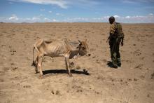 A Kenyan soldier looks at a cow during a drought in 2013. Water scarcity is expected to be a key cause of future climate migration. (CNS photo/Siegfried Modola, Reuters) 
