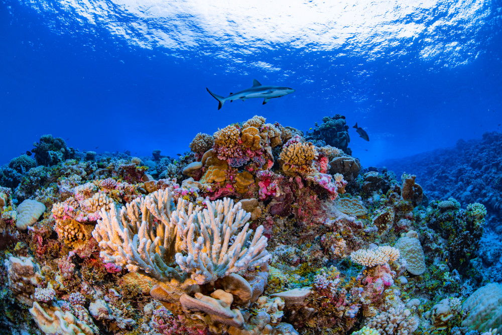 Ailinginae Atoll in the Marshall Islands. (Courtesy of Greg Asner)