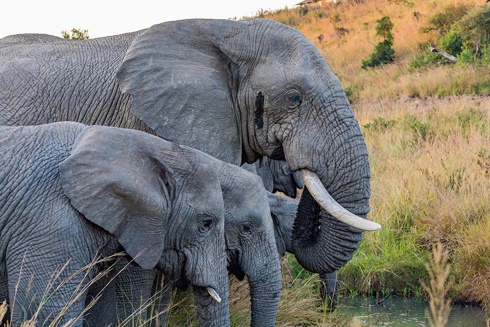 Elephants (Unsplash/Zachary Pearson)